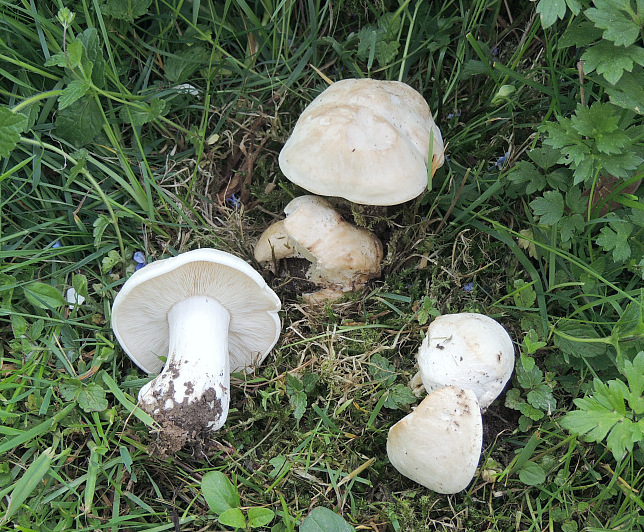 calocybe_gambosa_4a.jpg