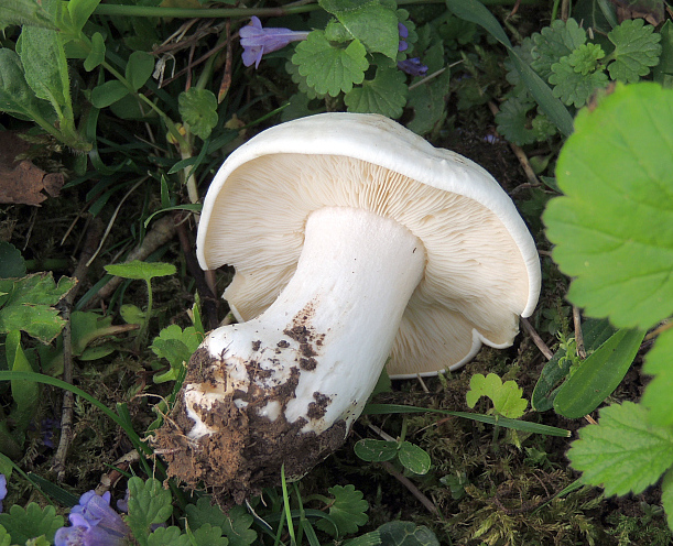 calocybe_gambosa_4b.jpg
