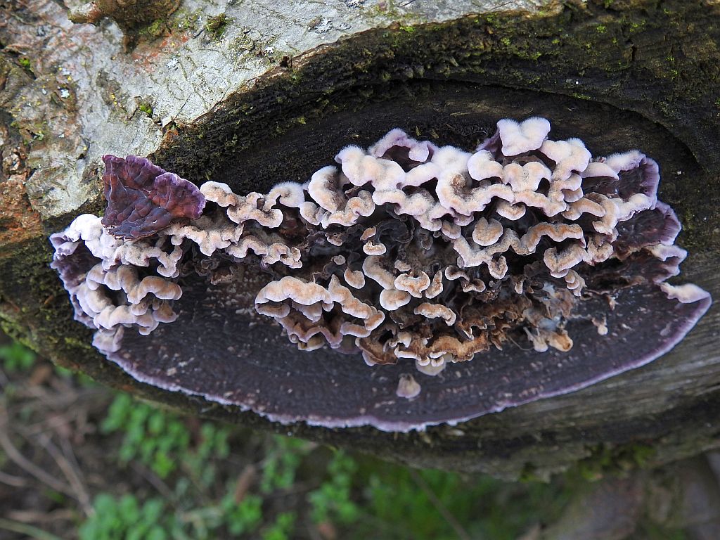 chondrostereum_purpureum_1.jpg