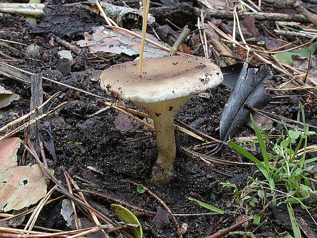 clitocybe_clavipes.jpg