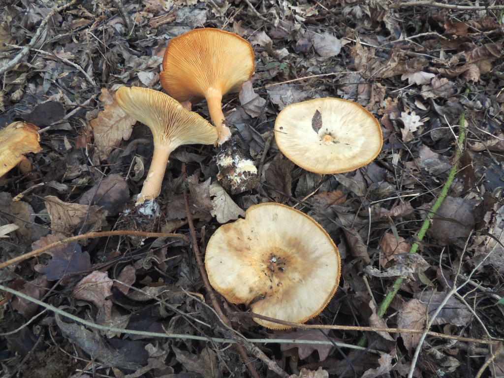 clitocybe_geotropa_2a.jpg