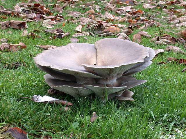 clitocybe_nebularis_4.jpg