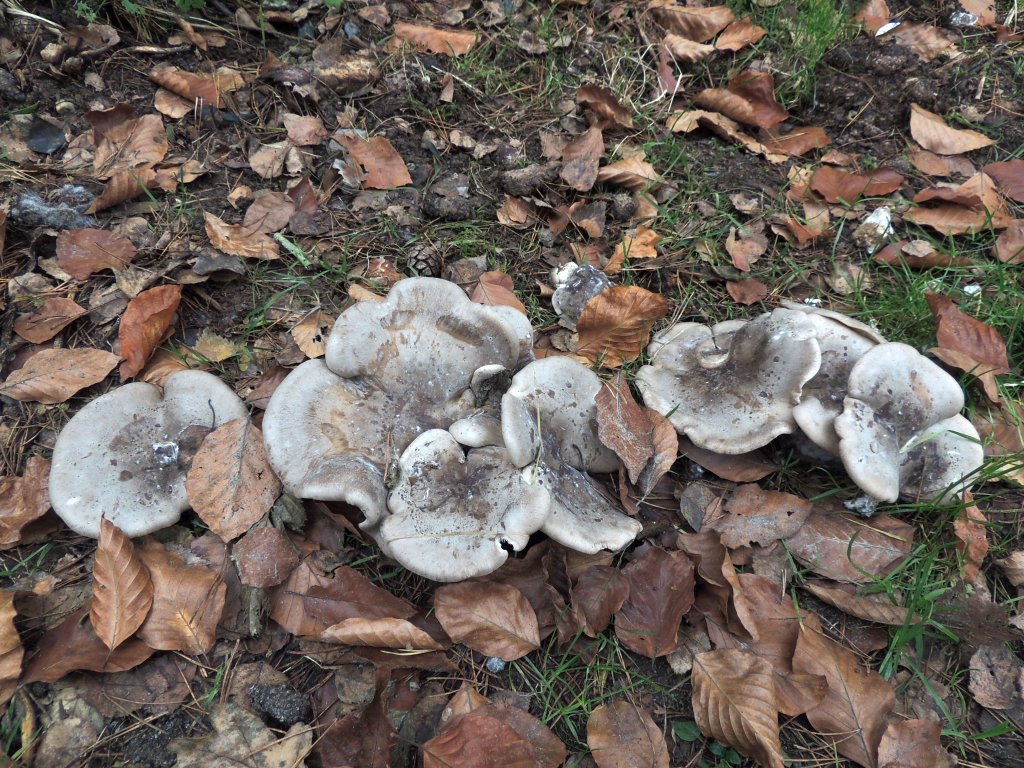 clitocybe_nebularis_5a.jpg