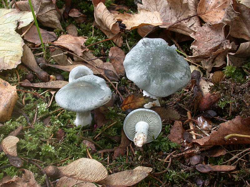 clitocybe_odora.jpg