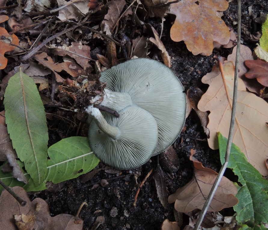 clitocybe_odora_2b.jpg