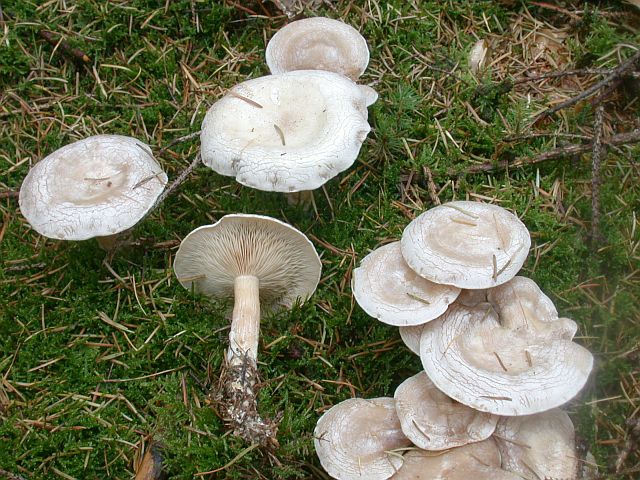 clitocybe_phyllophila_1.jpg