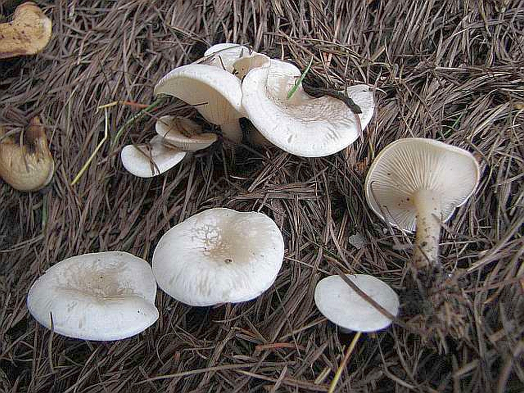 clitocybe_phyllophila_2.jpg
