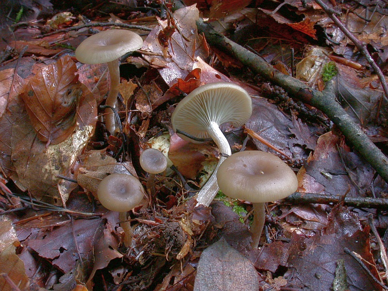 clitocybe_umbilicata_1.jpg