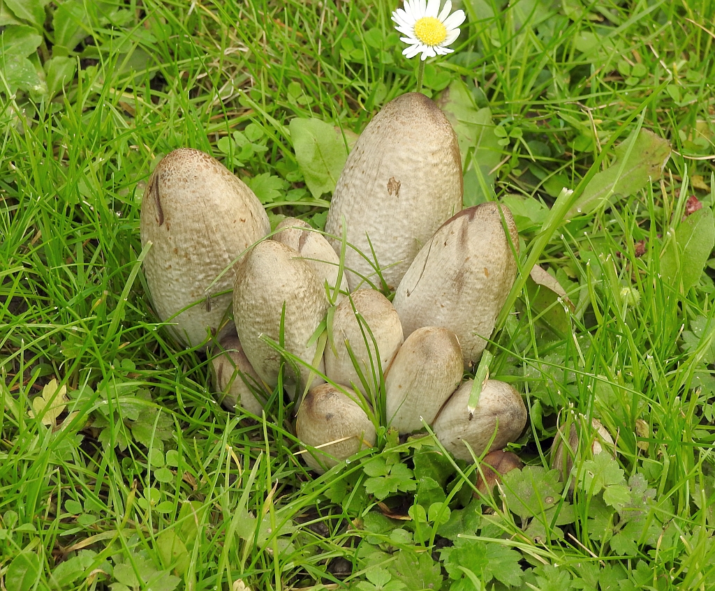 coprinus_atramentarius_3a.JPG