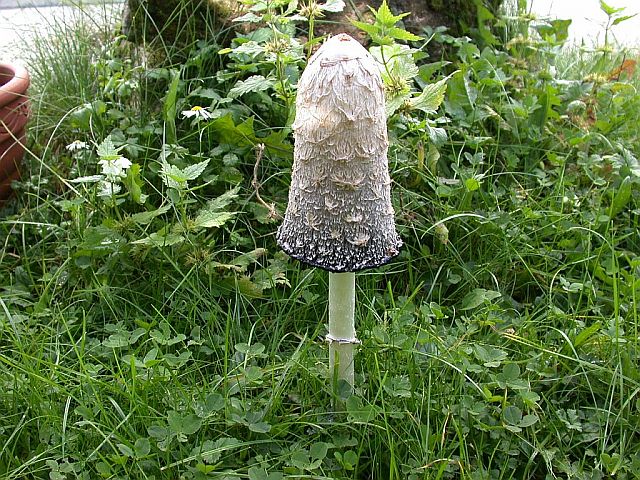 coprinus_comatus_2.jpg