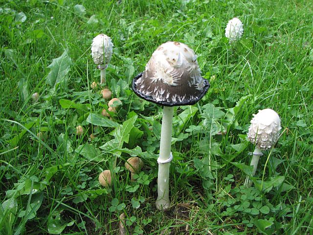 coprinus_comatus_2a.jpg