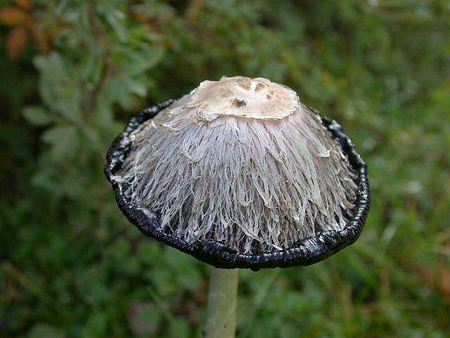 coprinus_comatus_3.jpg