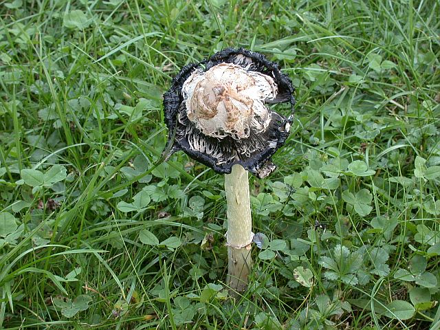 coprinus_comatus_3a.jpg
