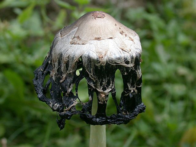 coprinus_comatus_4.jpg