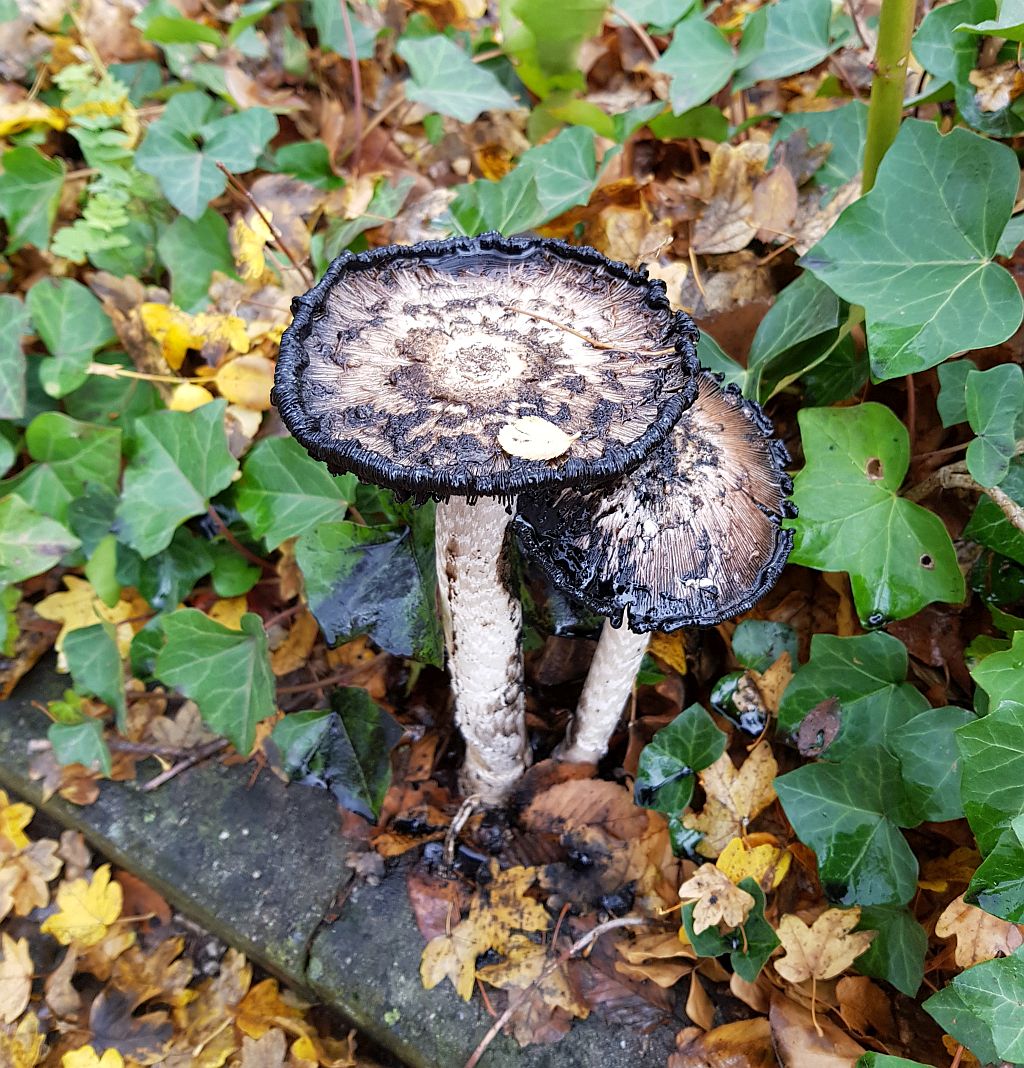 coprinus_comatus_8.jpg