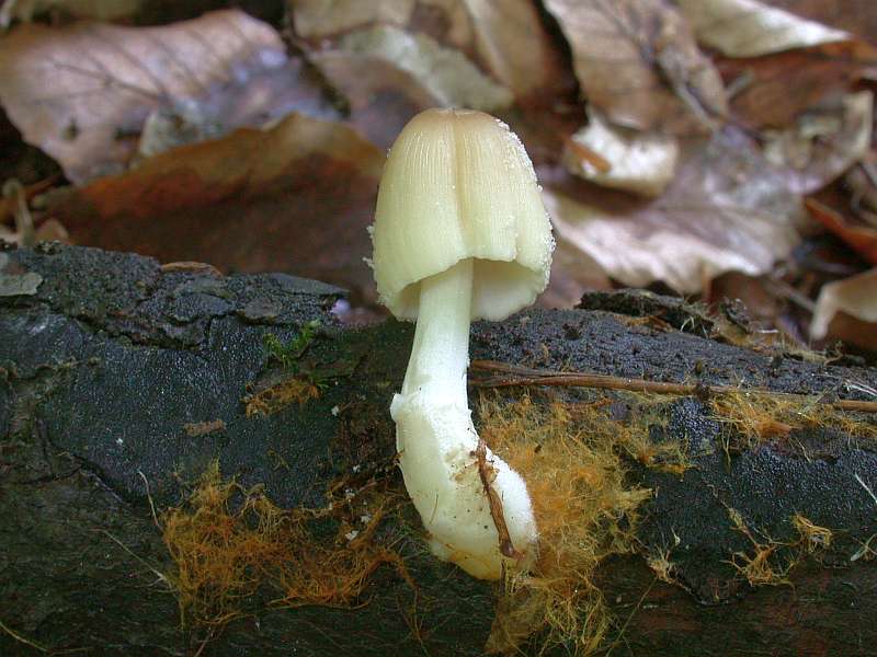 coprinus_domesticus.jpg