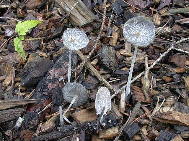 coprinus_lagopus_1.jpg