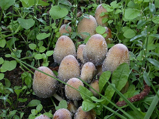 coprinus_micaceus.jpg