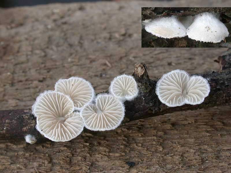 crepidotus_cesatii.jpg