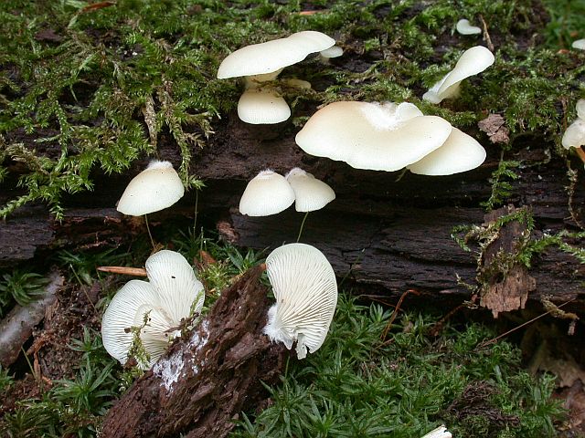 crepidotus_mollis.jpg