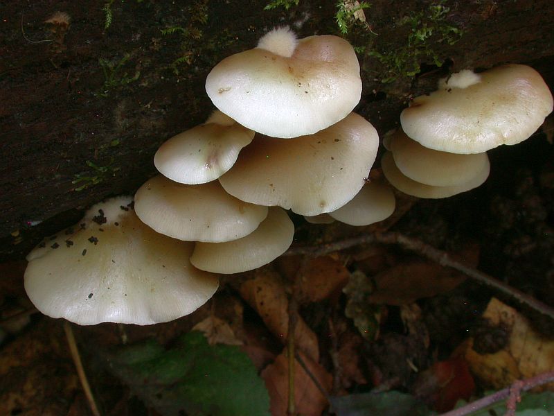 crepidotus_mollis_1.jpg