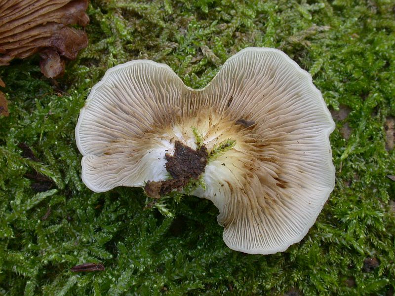 crepidotus_mollis_2.jpg