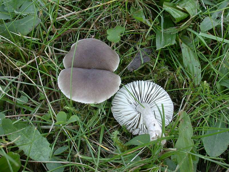 dermoloma_cuneifolium.jpg