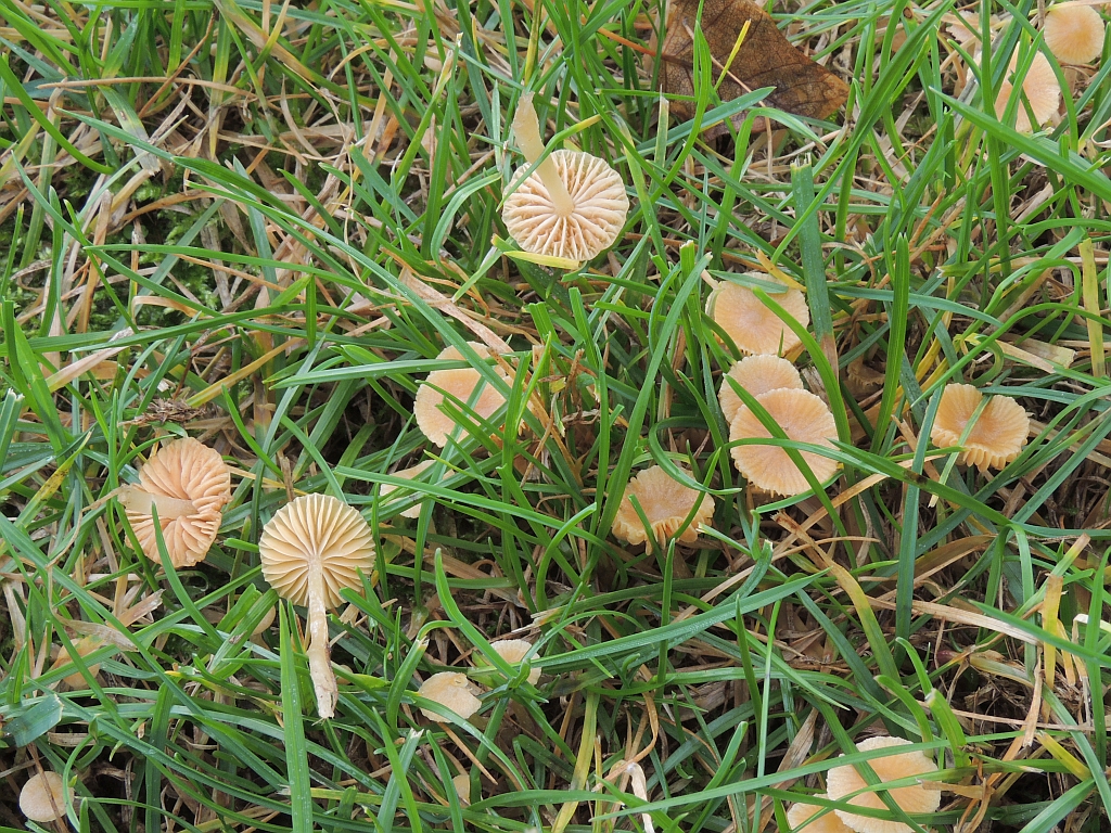 galerina_clavata_2.jpg