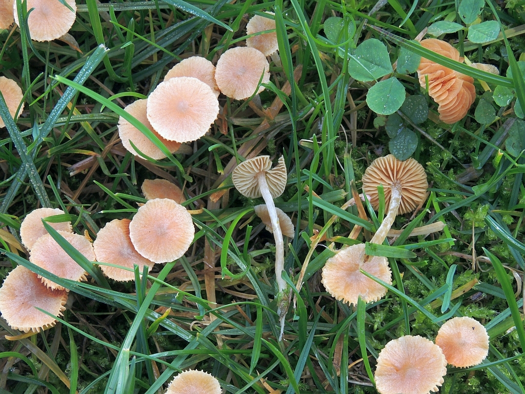galerina_clavata_3b.jpg