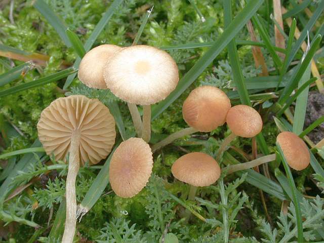 galerina_laevis_1.jpg
