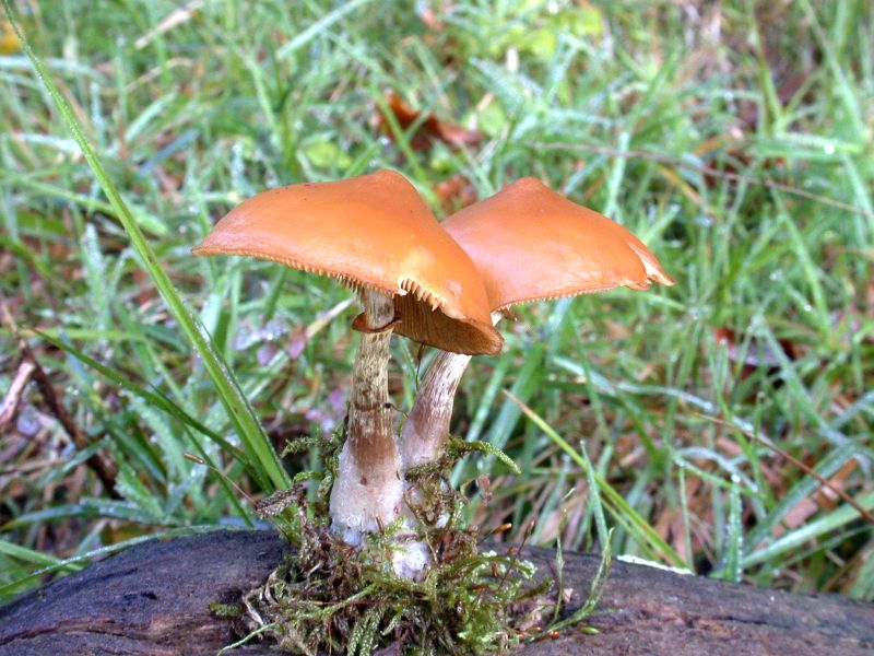 galerina_marginata_1a.jpg