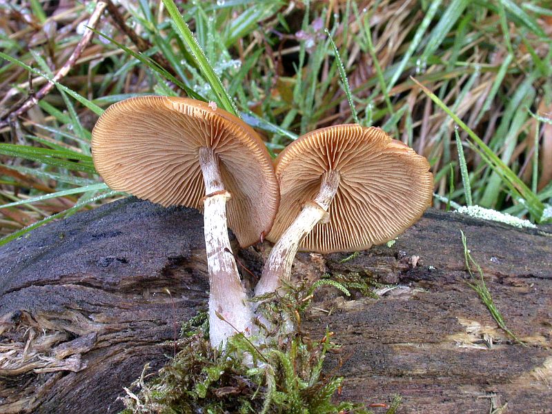 galerina_marginata_1b.jpg