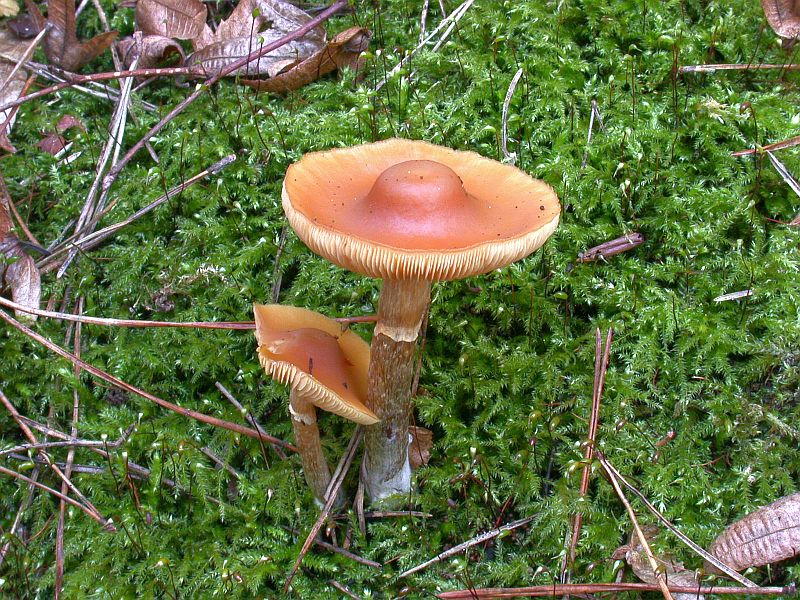 galerina_marginata_2a.jpg