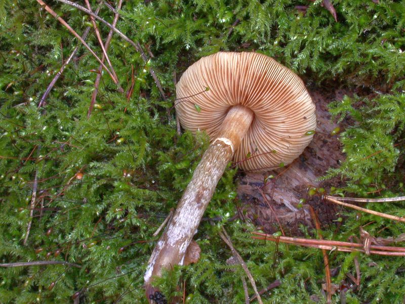 galerina_marginata_2b.jpg