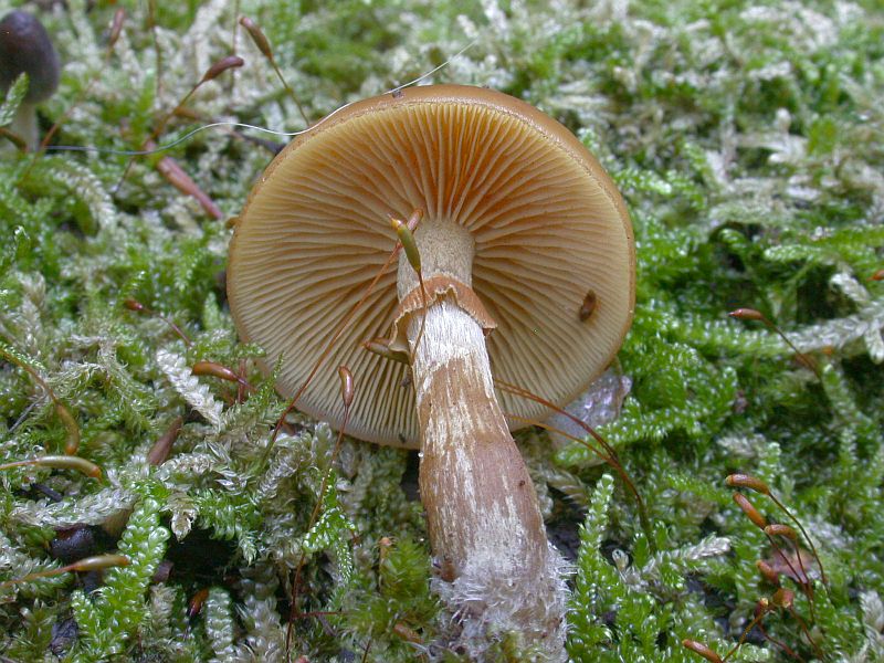 galerina_marginata_4a.jpg