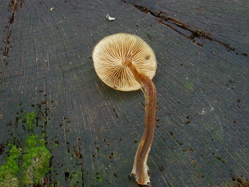 galerina_marginata_4b.jpg