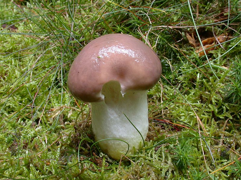 gomphidius_glutinosus_1.jpg