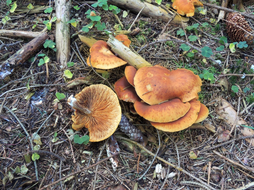 gymnopilus_penetrans_4.jpg