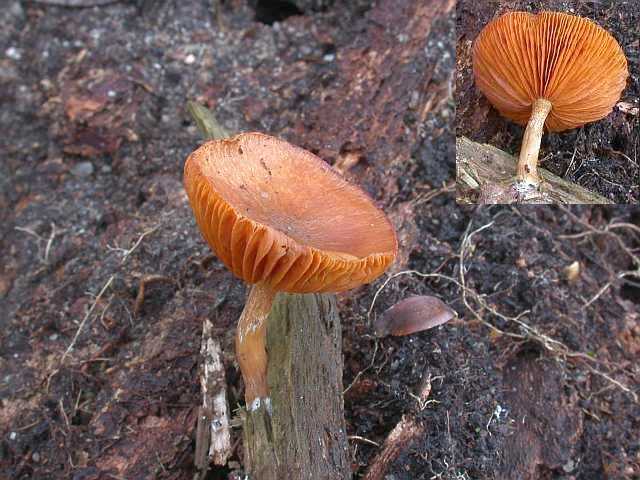 gymnopilus_penetrans_5.jpg