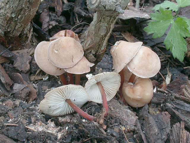 gymnopus_erythropus_4.jpg