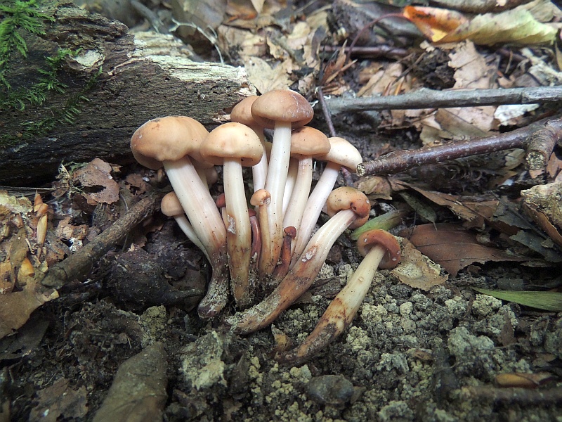 gymnopus_fusipes_2.jpg