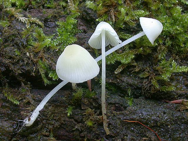 hemimycena_cucullata.jpg