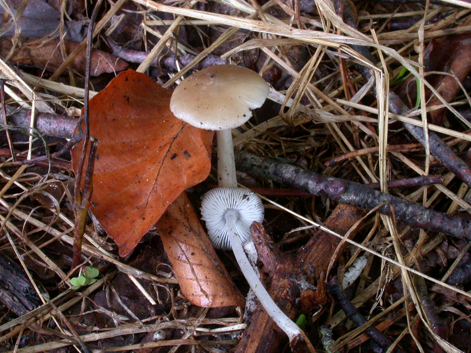 hydropus_subalpinus_1.JPG