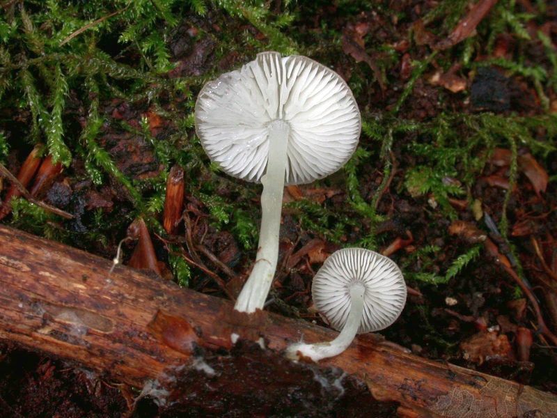 hydropus_subalpinus_1b.jpg