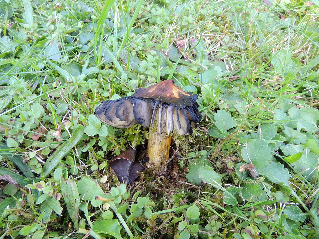 hygrocybe_conica_2e.JPG