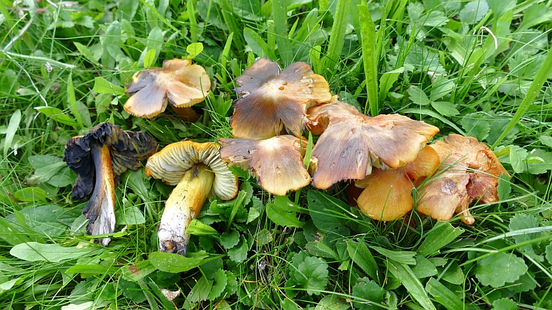 hygrocybe_conica_5b.JPG