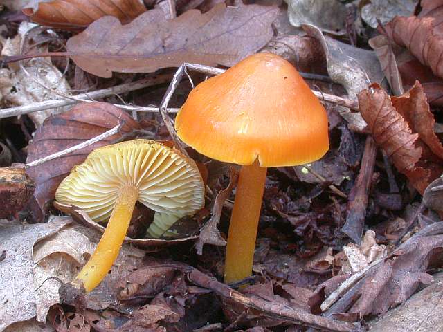 hygrocybe_obrussea.jpg