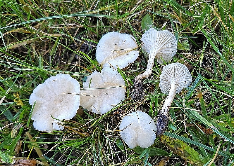 hygrocybe_virginea_4.jpg