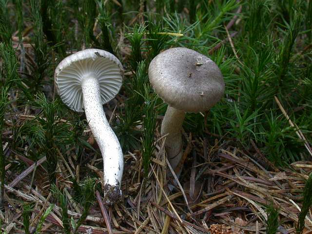 hygrophorus_pustulatus.jpg