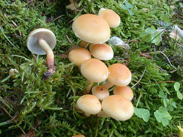 hypholoma_capnoides_1.jpg